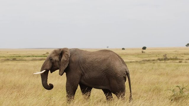 An Elephant in Serengeti National Park, Tanzania, Africa