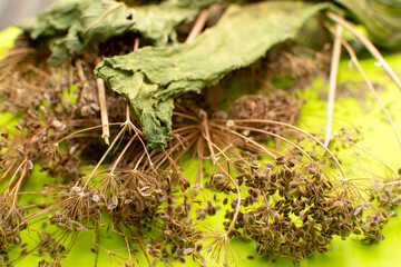 Close up view of a dry dill