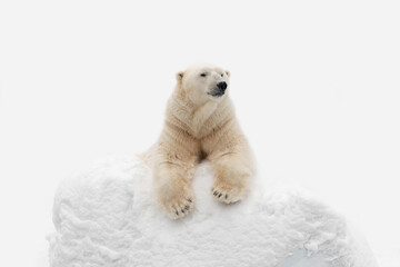 Funny polar bear. Polar bear sitting in a funny pose. white bear