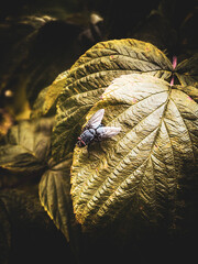 spider on the leaf - obrazy, fototapety, plakaty