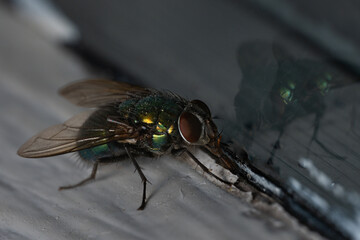 close up shot of fly on the surface