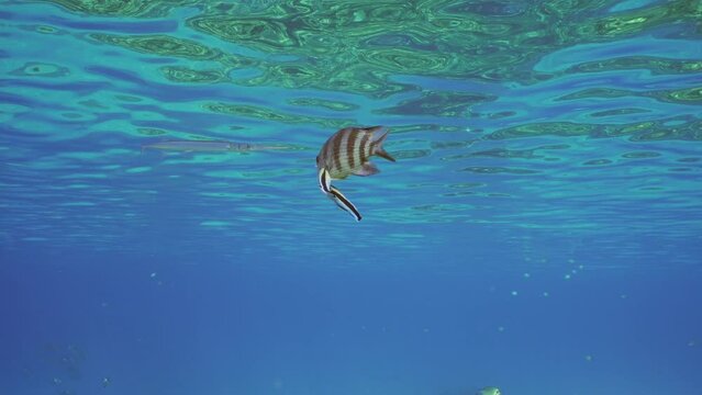 Sergeant fish swim under surface of water, cleaner fish is cleaning it from parasites at cleaning station. Indo-Pacific sergeant (Abudefduf vaigiensis) and Bluestreak cleaner (Labroides dimidiatus)