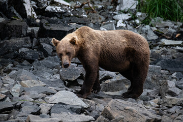  Grizzlybär im Geröll des Ufers der Küste in Katmai
