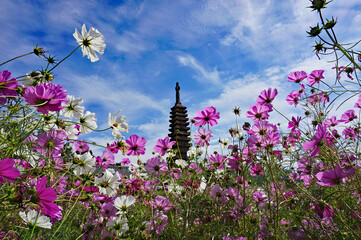 Stone pagoda of Hannya-ji Temple and beautiful cosmos field, Nara City, Nara Prefecture, Japan © Sow-chika