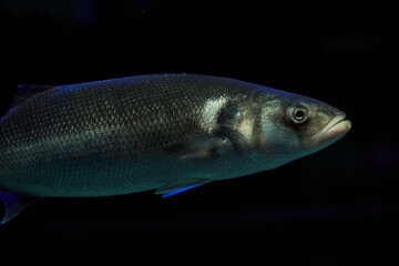 Fish close up in dark waters in Denmark. Underwater photo