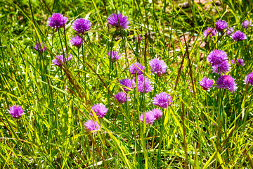 Obraz premium Chive Flower