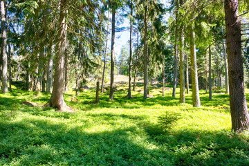 Finnish Forest