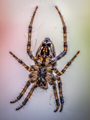 European Garden Spider Araneus diadematus