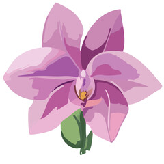 Pink Purple Orchid Flowers with Purple Orchid Accent