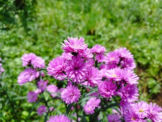 Beautiful dan colourful purple marigold flower aster amellus