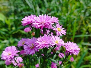 Obraz premium Beautiful dan colourful purple marigold flower aster amellus