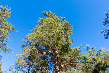Finnish Forest