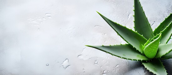 Aloe vera on the ground surface