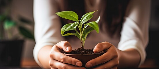 Close up of woman s hands caring for indoor plants