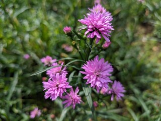 Fototapeta premium Beautiful dan colourful purple marigold flower aster amellus
