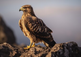 Fototapeta premium The common buzzard is a medium to large sized raptor