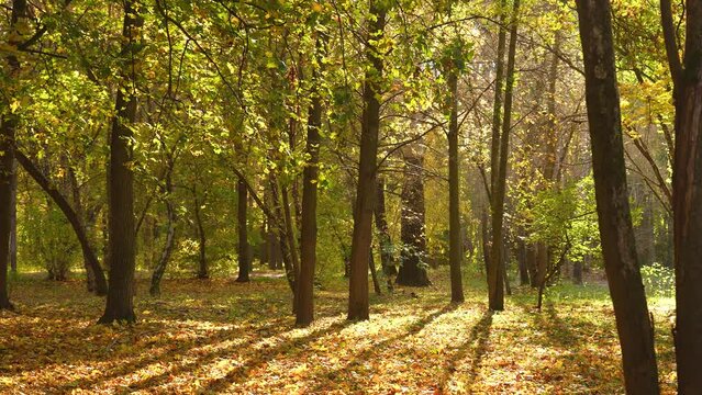 Beautiful autumn 4k video landscape, many yellow trees, sun shadows reflected on ground. Colorful foliage falling down in city park. Sunny sunset golden autumn landscape