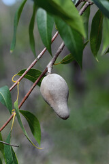 Large gray mature fruit of the Australian native woody pear, Xylomelum pyriforme, family Proteaceae, in Sydney open sclerophyll forest. Endemic to coastal NSW in sandy soils