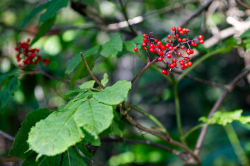 Rote Beeren in Alaska - Diese stehen durch den Klimawandel zunehmend auf dem Speiseplan von Grizzlybären