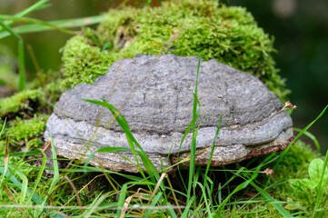 Pilz auf Baumstumpf