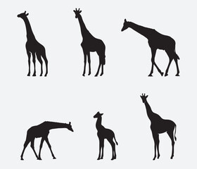 Set of vector silhouettes of giraffes