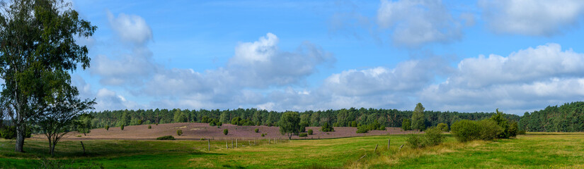Obraz premium Heideblüte Lüneburger Heide Totengrund bei Döhle