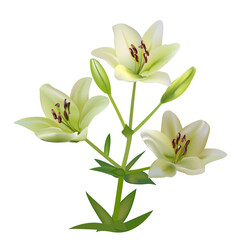 Obraz premium Lilium isolated closeup on white background