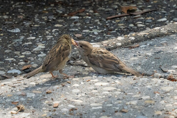 A Sparrow Feeding its Fledgling