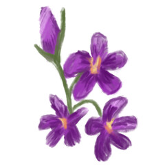 Obraz premium purple iris isolated on white background