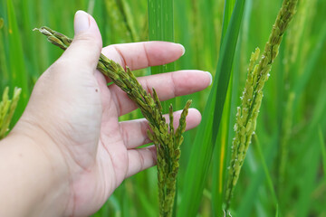 Close-up of hand  agriculturist holding ears of rice, rice farmer checking quality of grains in the field,concept of agricultural,rice planting,development new rice varieties,rice research