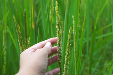 Close-up of hand  agriculturist holding ears of rice, rice farmer checking quality of grains in the field,concept of agricultural,rice planting,development new rice varieties,rice research