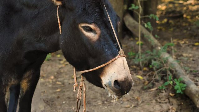 Close-up of a black donkey's head chewing food. Animal farm. Beautiful donkey at morning feeding. Concept of animal breeding