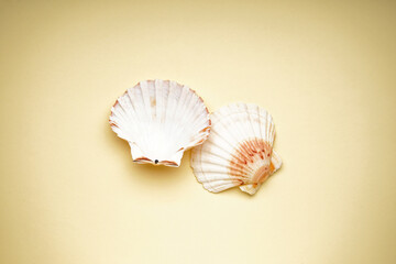 Many beautiful sea shells on yellow background, top view.