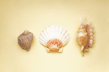 Many beautiful sea shells on yellow background, top view.