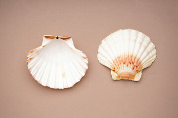 Many beautiful sea shells on beige background, top view. Close-up.