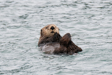 Aud dem Rücken schwimmender Seeotter, früher von den Einheimischen auch als Kamik bezeichnet ,...