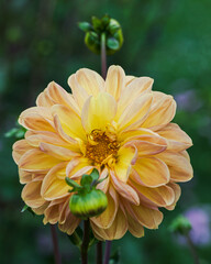 Beautiful close-up of an orange dahlia