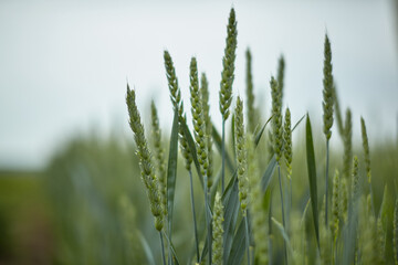 An ear of green wheat against a blue sky.