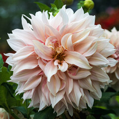 Beautiful close-up of a giant dahlia