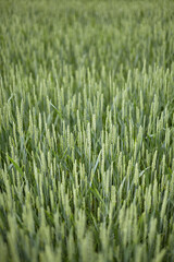 Fototapeta na wymiar An ear of green wheat against a blue sky.