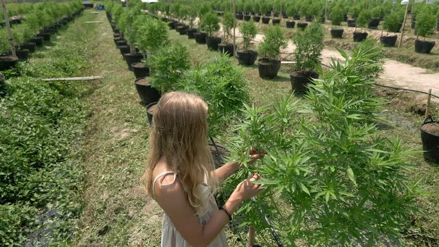 Woman checking the quality and health of marijuana plants on a fully organic outdoor cannabis plantation in Thailand.