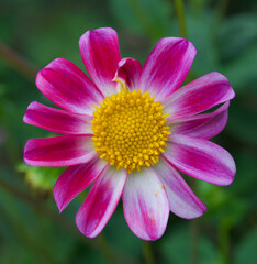 Beautiful close-up of a dahlia flower