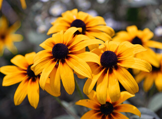 Rudbeckia Hirta. wild flower in nature. beautiful yellow flowers. floral background. big spring or summer flower. Rudbeckia hirta, Marmelade, is a nice garden plant