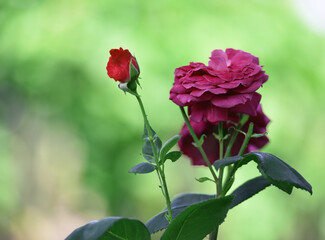 pink roses flower in the garden of roses. Nature. rose flower background. roses on a bush in the garden, close-up. pink rose flower. Red Rose Magic. beautiful flower gift