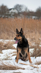 photos with a dog. german shepherd plays in a snowy park in winter. dog with a stick, pet, walking in nature. shepherd dog in the snow in a dry reed. autumn, winter or spring. favorite pet