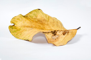 Naklejka premium Dead Dry leaf isolated on white background autumn leaves