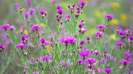 Fototapeta premium Centaurea jacea. Knapweed close-up. Purple bright flower on a background of green leaves. Beautiful botanical floral background. Flowering plant background of bright wildflowers in green grass