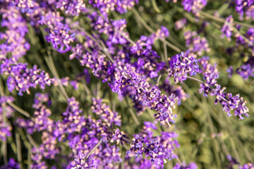 Purple lavender flowers bush. Flower in the field. Nature background. Grow a fragrant plant in the garden. Summer flower honey plant closeup