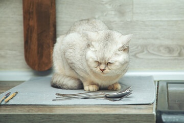 British shorthair cat lying on the kitchen table.