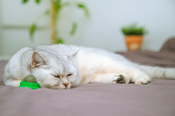 British  cat sleeps  with a ball of catnip.